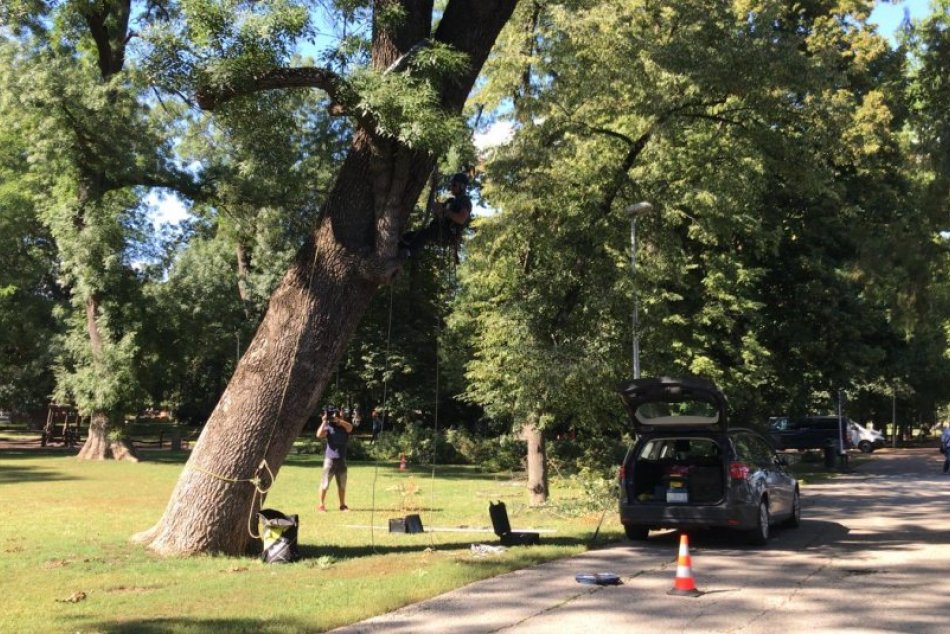 Ilustračný obrázok k článku V parku sa začali veľké úpravy stromov: Niektoré čaká okamžitý výrub