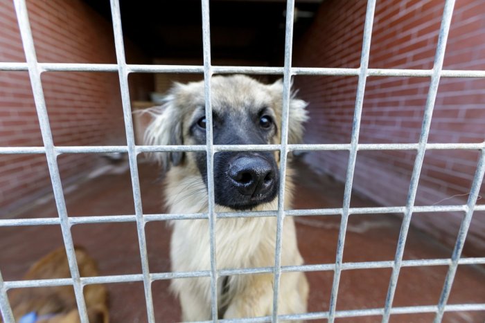 Ilustračný obrázok k článku KONIEC nelegálnym psím zápasom! Tresty za týranie zvierat budú prísnejšie