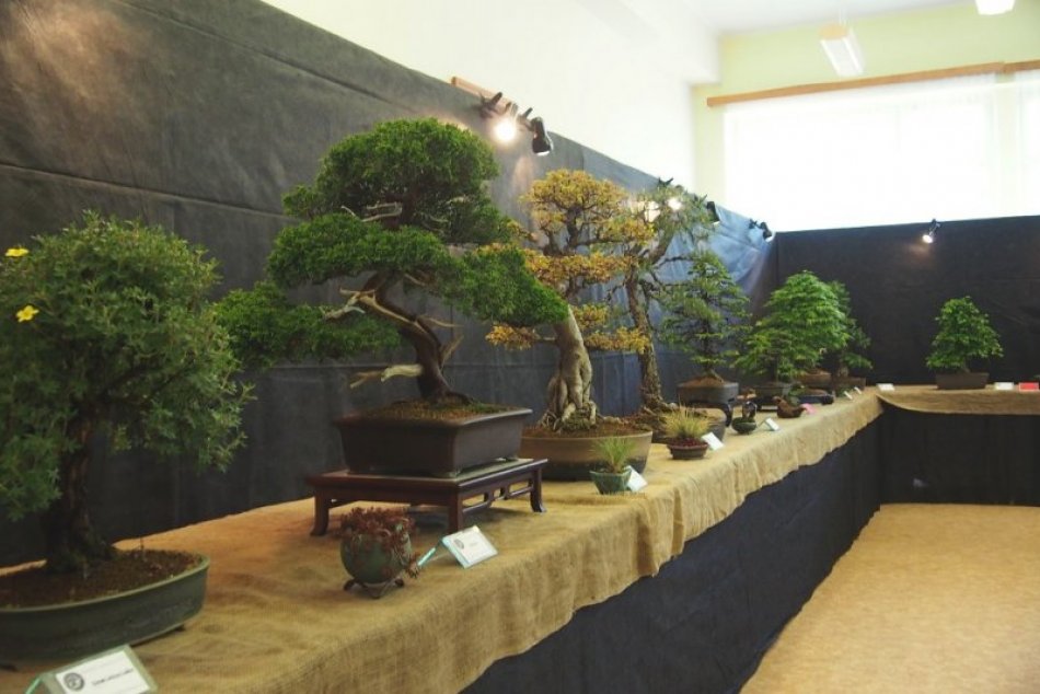 Ilustračný obrázok k článku Prvou tohtoročnou výstavou v Botanickej záhrade budú bonsaje, FOTO