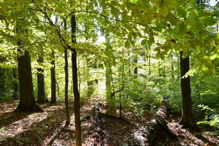 Ilustračný obrázok k článku Bukové lesy bude viac chránené: Na východe pribudne prírodná rezervácia Veľký Bukovec