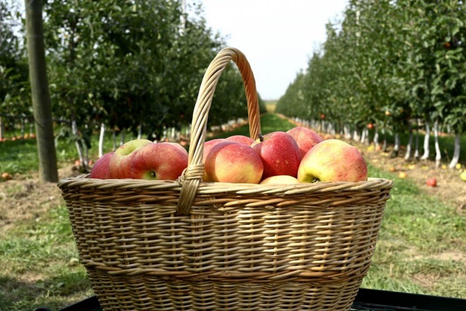 Ilustračný obrázok k článku Oberte si jablká priamo zo sadov! 5 TIPOV na samozbery v našom okolí + CENY