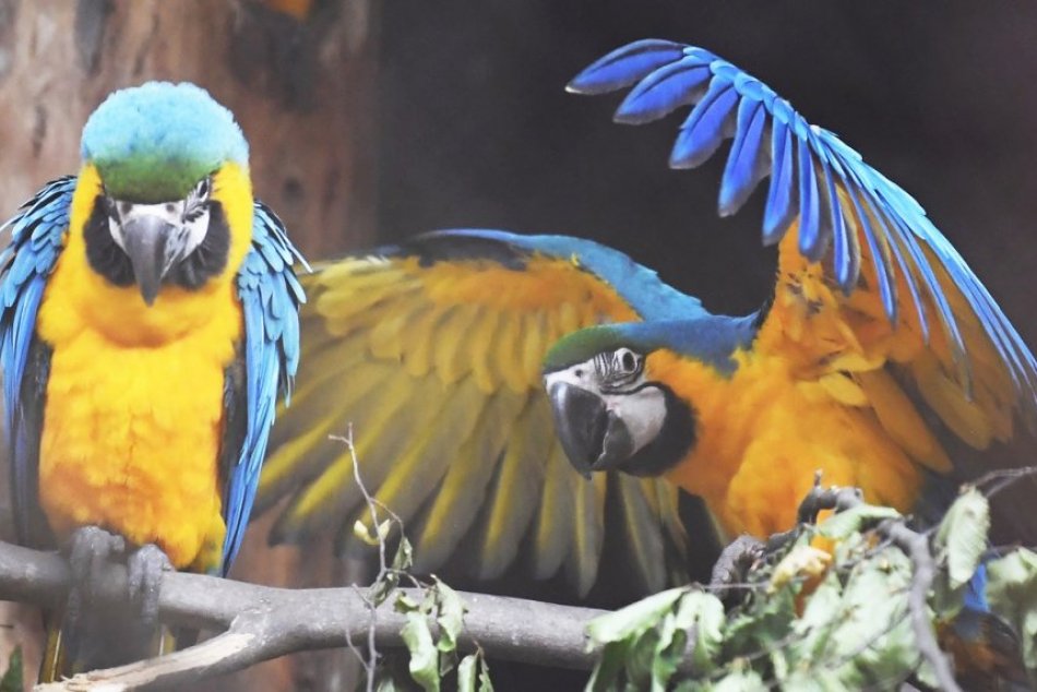 Ilustračný obrázok k článku V košickej zoo sa vyliahli mláďatá ary modrožltej, FOTO