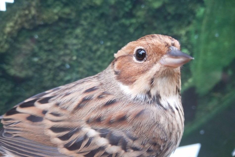 Ilustračný obrázok k článku Raritný vtáčí druh na ornitologickom stacionári v Slovenskom krase, FOTO