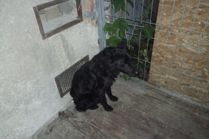 Ilustračný obrázok k článku V uliciach Bystrice odchytili viacero túlajúcich sa psov: Kde nakoniec skončili?