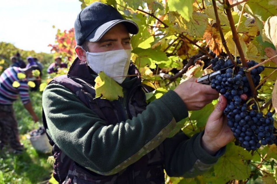 Ilustračný obrázok k článku Pomoc pre vinohradníkov z regiónu: V okrese vnikne laboratórium aj meteostanice