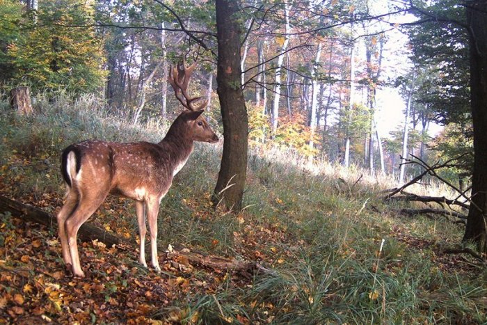 Ilustračný obrázok k článku Bratislavské lesy hýria nádhernými farbami: Pri prechádzke POZOR na toto vzácne zviera!