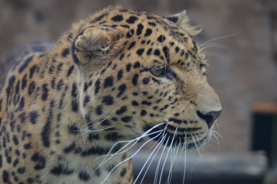 Ilustračný obrázok k článku Na Slovensku len v košickej zoo uvidíte leoparda čínskeho. "Vrátil" sa po tridsiatich rokoch, FOTO