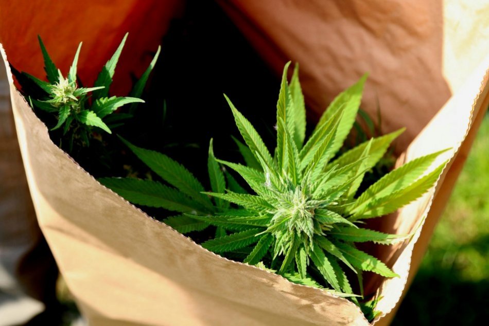 Ilustračný obrázok k článku Marihuana už nie je na zozname najnebezpečnejších drog! Bude legálna?