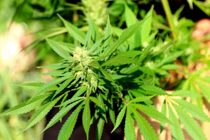 Ilustračný obrázok k článku Domová prehliadka v Hodruši - Hámre: Expertíza potvrdila Cannabis, FOTO