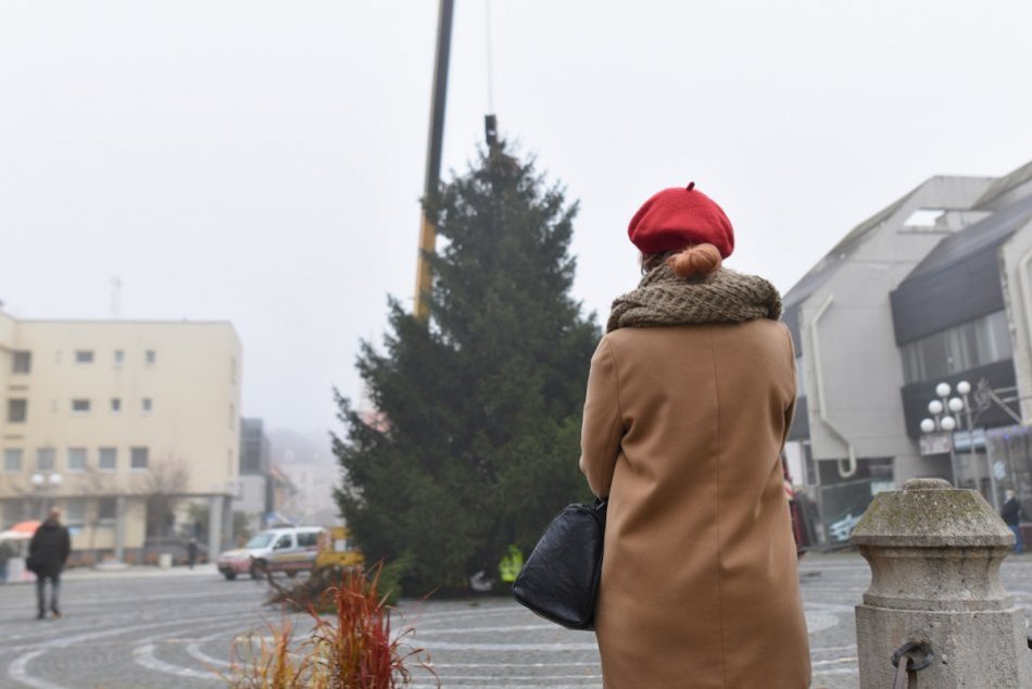 Ilustračný obrázok k článku Symbol Vianoc sa vrátil do Trnavy: Trojičné námestie zdobí 11-metrový strom, FOTO