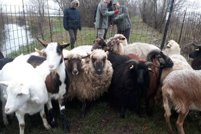 Ilustračný obrázok k článku Ochranári prišli o polovicu oviec spásajúcich hrádzu na Senianskych rybníkoch