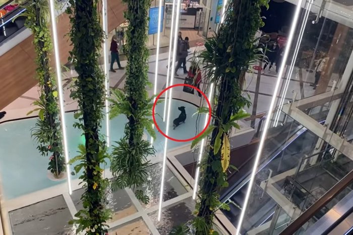 Ilustračný obrázok k článku KURIOZITA DŇA: Psík si z fontány v nákupnom centre urobil wellness