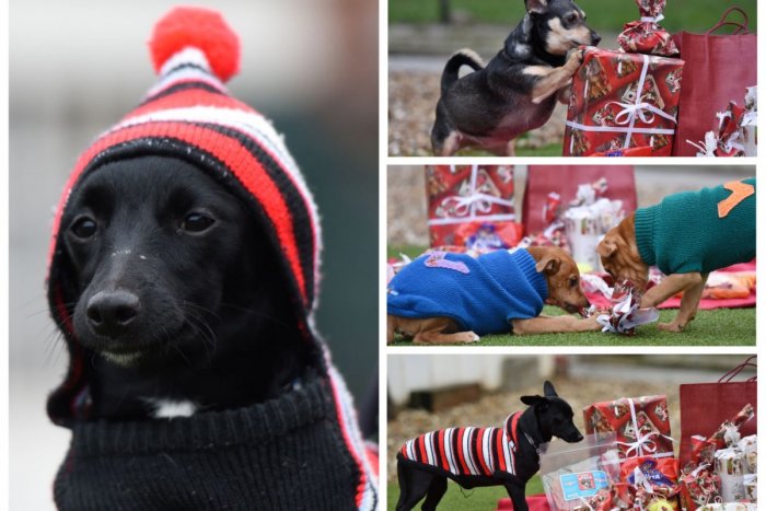 Ilustračný obrázok k článku FOTO: Dobrí ľudia nezabudli ani na darčeky pre psíkov z útulku. Tí sa takto VYPARÁDILI!