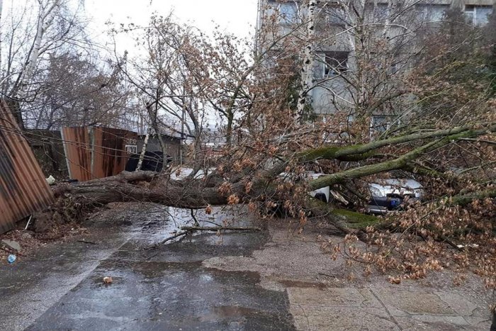 Ilustračný obrázok k článku Mohlo dôjsť k tragédii. Pri košickej pošte spadol strom na autá, FOTO