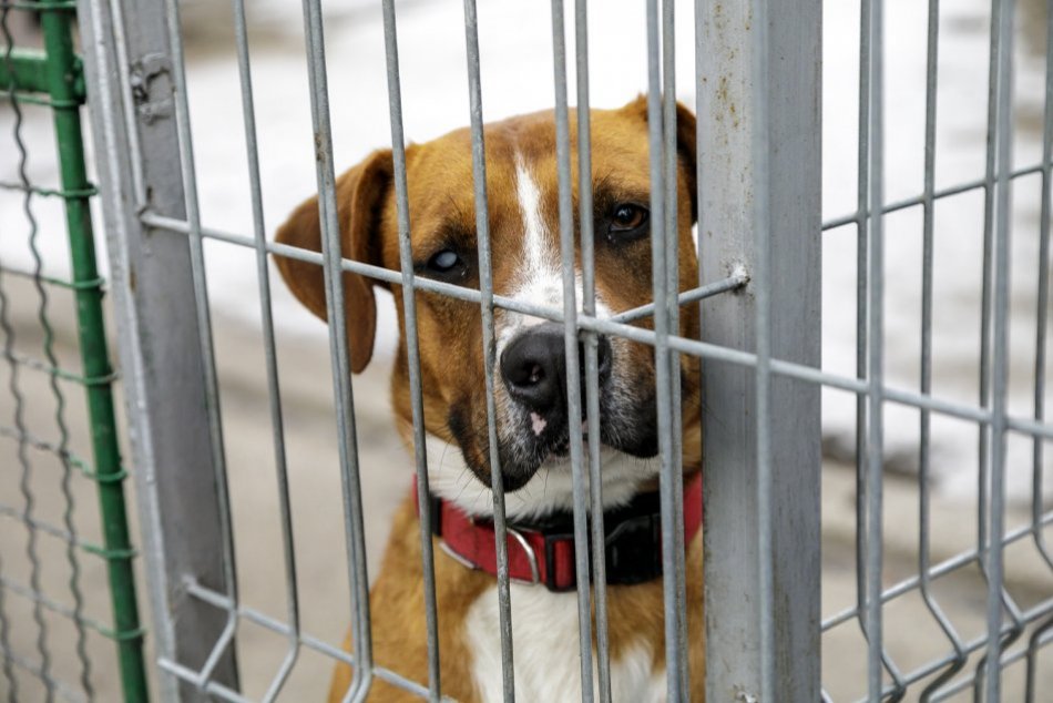 Ilustračný obrázok k článku Pomôžte OPUSTENÝM psíkom: V Bystrici prebehne ZBIERKA pre ÚTULOK