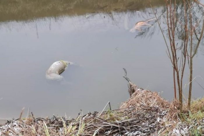 Ilustračný obrázok k článku OHAVNÝ nález v dedine pri Bratislave: Vo vodnom kanáli našli mŕtvu mačku a šteniatka!