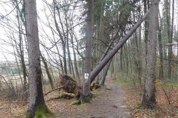 Ilustračný obrázok k článku Spúšť v žilinskom lesoparku: Popadané stromy odstránia, mesto dvíha varovný prst