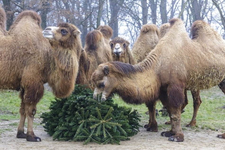 Ilustračný obrázok k článku Zvieratá v ZOO Bojnice sa potešili: Vianočné stromčeky sa dajú využiť i rozumne