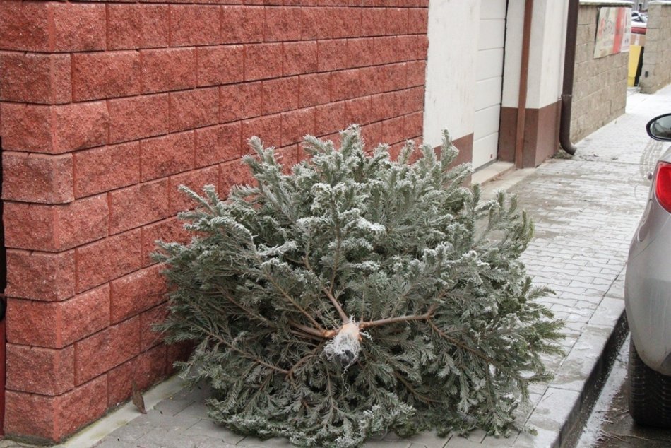 Ilustračný obrázok k článku Zámčania sú nepoučiteľní: Vianočné stromčeky vyhadzujú priamo na ulicu, FOTO