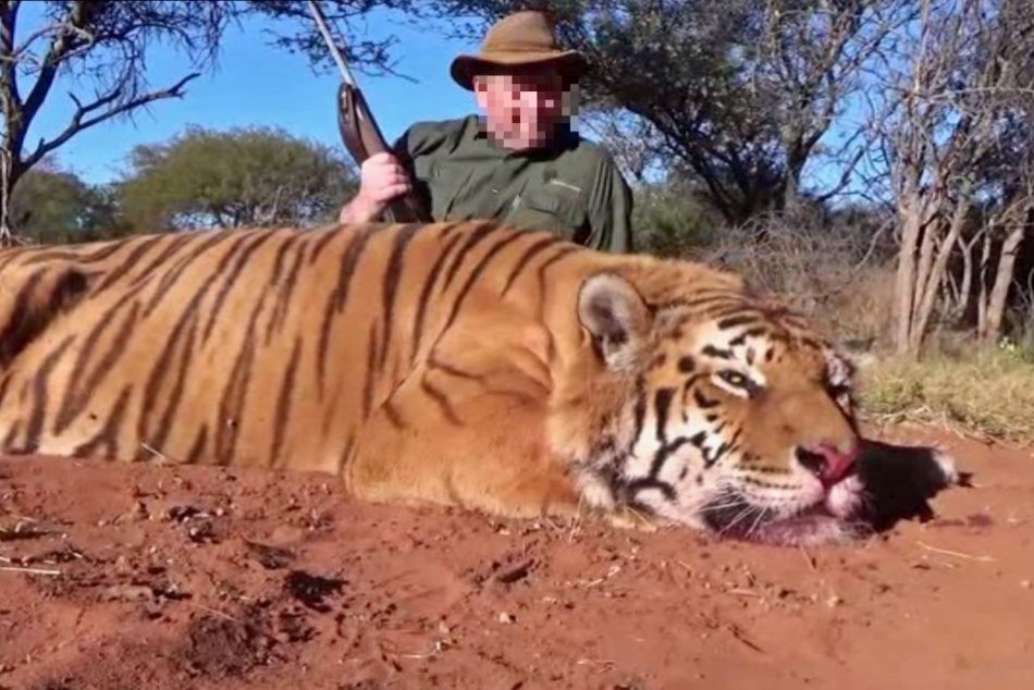 Ilustračný obrázok k článku Slovák v Afrike ulovil tigra a dotiahol ho domov: Neuveríte, na čo ho išiel použiť!