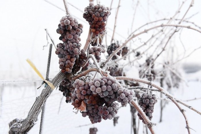 Ilustračný obrázok k článku Hrozno sa zbiera, aj keď mrzne. V čom tkvie tajomstvo ľadového vína?