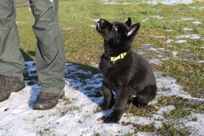 Ilustračný obrázok k článku Novozámockí psovodi majú nového člena: Privítali nezbedného Jaira, FOTO