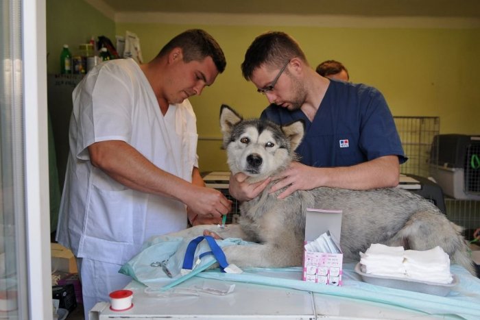 Ilustračný obrázok k článku Veterinári žiadajú skoršie očkovanie. Nechcú byť medzi poslednými