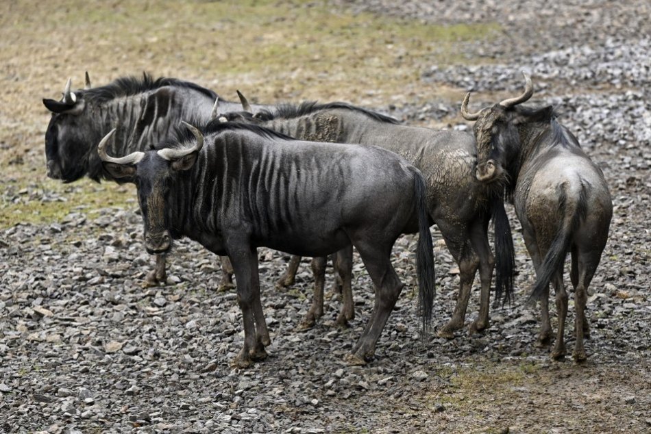 Ilustračný obrázok k článku Ministerstvo rozhodlo: Zoo Bojnice ZATVORIA, prioritou je ochrana ľudí i zvierat