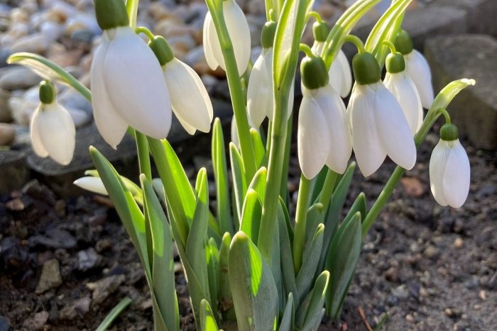 Ilustračný obrázok k článku Slnečné lúče zobudili poslov jari: Pod Zoborom kvitnú snežienky, FOTO