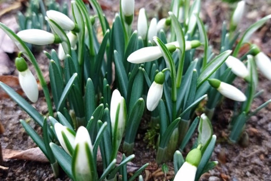 Ilustračný obrázok k článku V Bystrici vykukli prví poslovia jari: Kvitnú snežienky aj prvosienky, FOTO