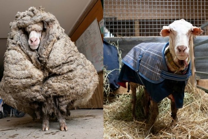 Ilustračný obrázok k článku KURIOZITA DŇA: Zázrak po 5 rokoch! Zatúlanú ovečku našli s 35 kilogramami vlny ŽIVÚ