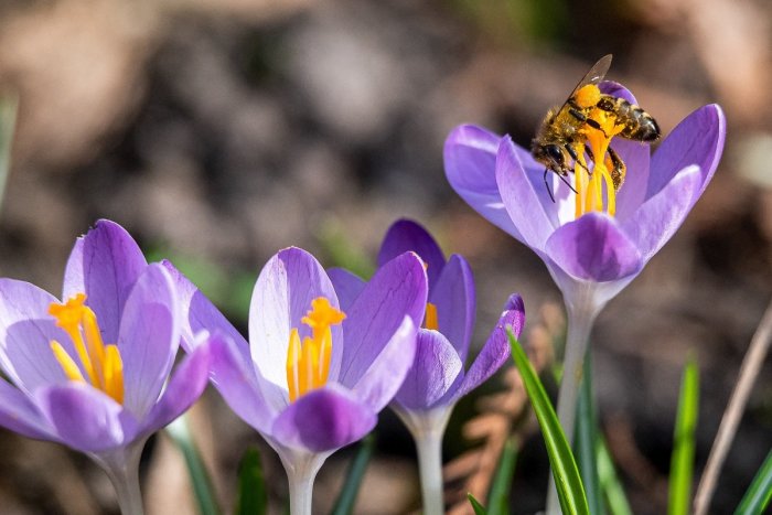 Ilustračný obrázok k článku Najdôležitejší hmyz v ohrození: V Bratislave sa medzi včelami vyskytla nebezpečná choroba