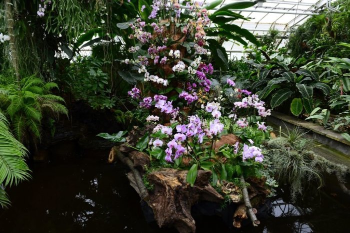Ilustračný obrázok k článku Pred rokom sme obdivovali orchidey. Dnes zíva botanická záhrada prázdnotou, FOTO