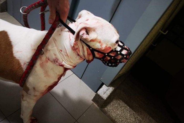 Ilustračný obrázok k článku Odporný čin: Bratislavčan podrezal svojho psa. Hrozí mu dlhoročný trest
