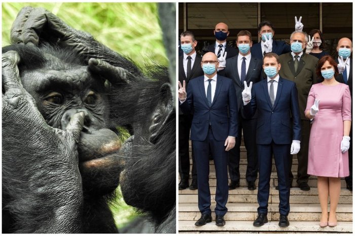Ilustračný obrázok k článku Fico má recept na koaličnú krízu: Nech to skúsia ako opice! Po hádke si dajú grupák