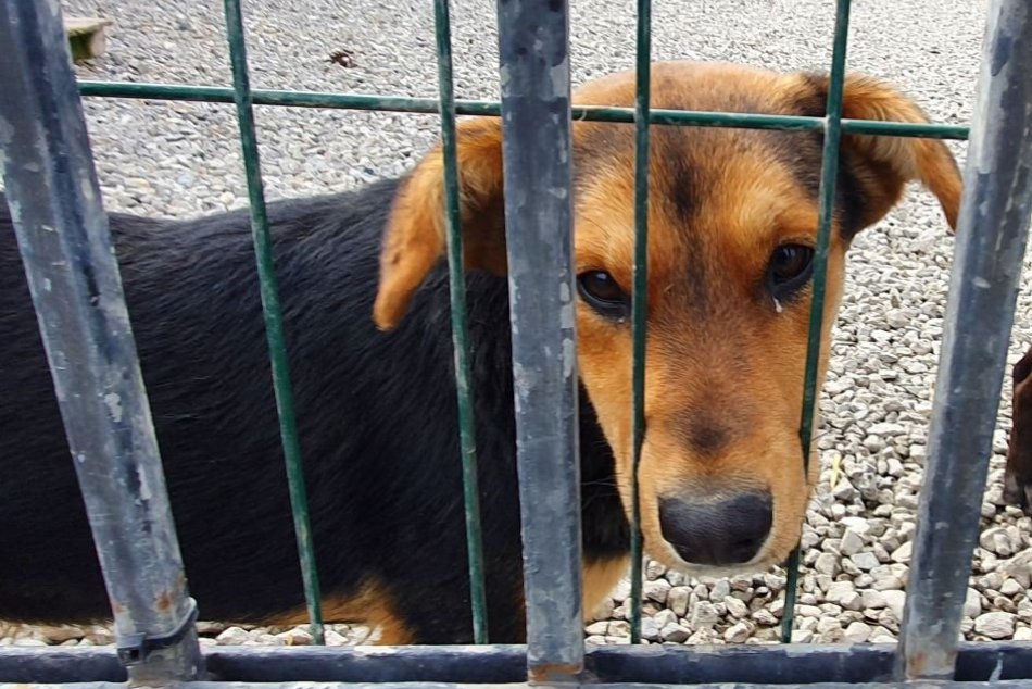 Ilustračný obrázok k článku Pomôžte opusteným psíkom! V karanténnej stanici sú ich desiatky, čo potrebujú?