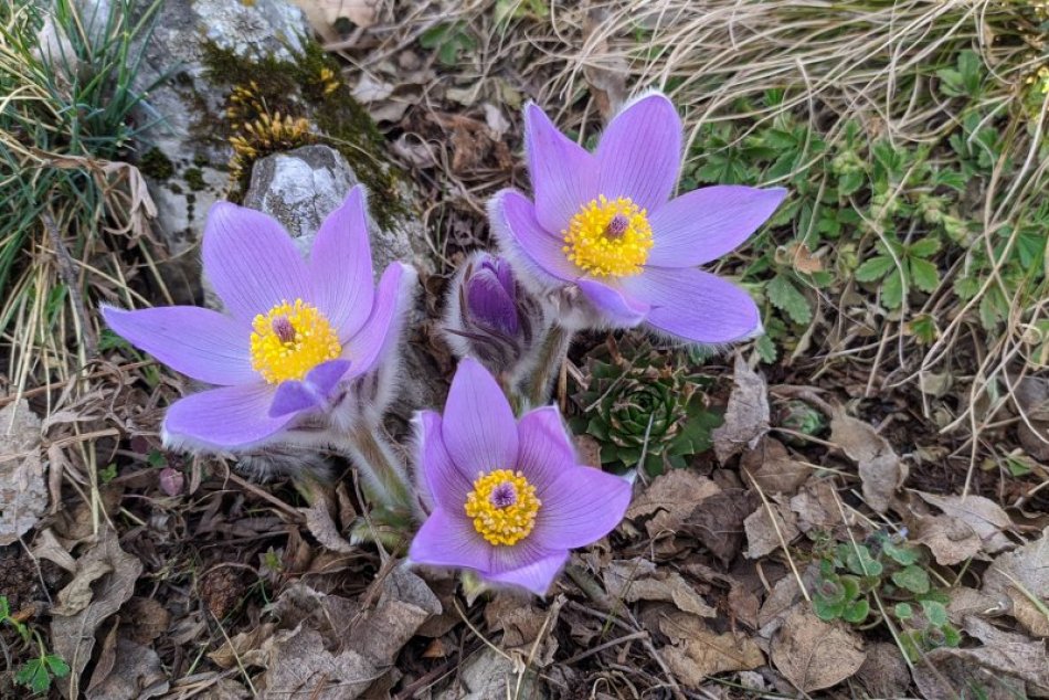 Ilustračný obrázok k článku Zobor kvitne do krásy: Jarné lúče prebudili vzácne druhy rastlín, FOTO