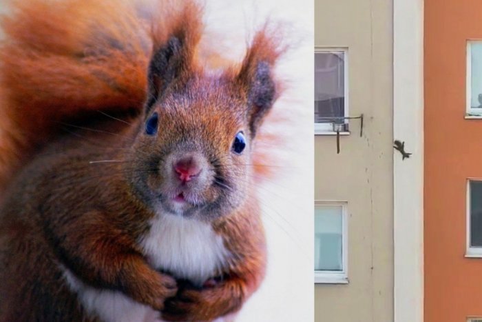 Ilustračný obrázok k článku KURIOZITA DŇA: Videli ste už veveričku na 6. poschodí? Sledujte VIDEO