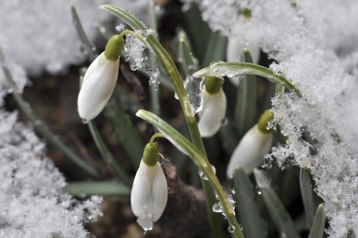 Ilustračný obrázok k článku Polovica apríla? Zime to nevadí, pre Prešov a okolie platí výstraha pred snehom