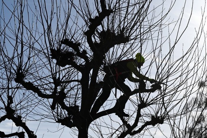 Ilustračný obrázok k článku Problematické stromy v Žiline mesto vyrúbe: Nahradí ich nová zeleň