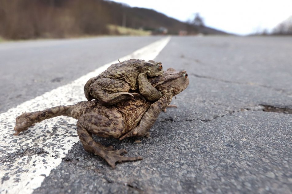 Ilustračný obrázok k článku Na cestách pri Zvolene zvýšte opatrnosť: Naraziť môžete na migrujúce žaby, FOTO