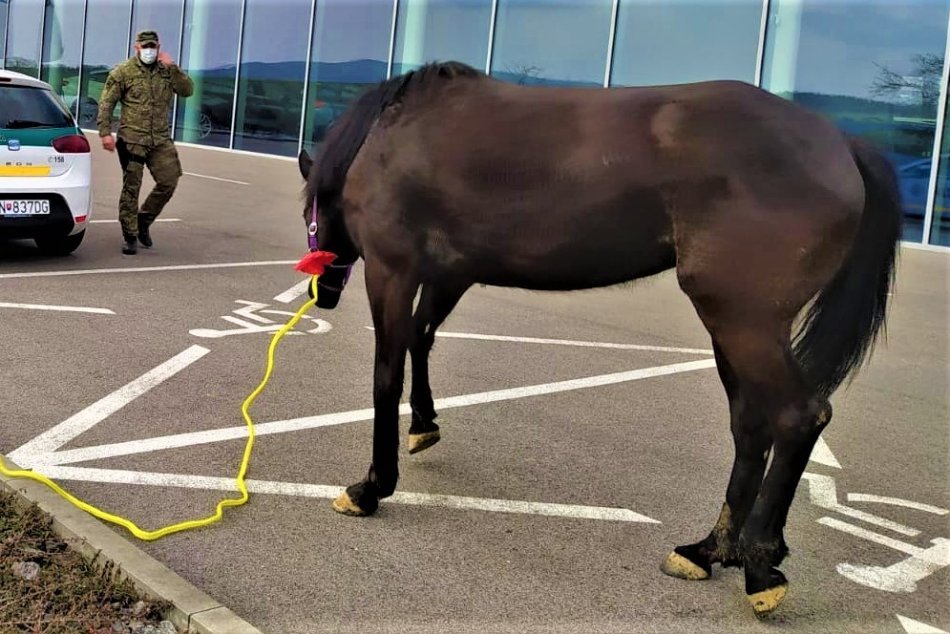 Ilustračný obrázok k článku Kuriozita pri Trenčíne: Splašeného koňa naháňala na hlavnej ceste polícia, FOTO