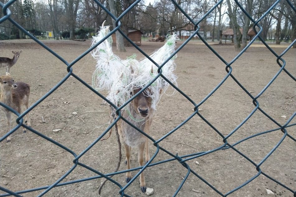 Ilustračný obrázok k článku Danielovi sa na parohy zamotalo roztrhané vrece: Zalarmovali veterinára