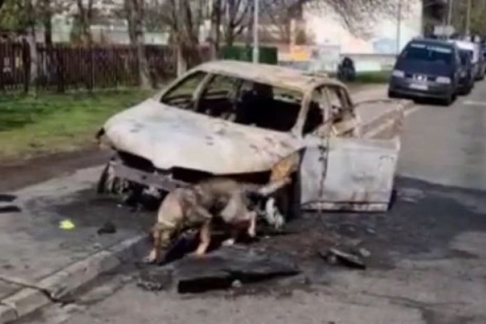 Ilustračný obrázok k článku V Bratislave zhorelo auto do tla: Do akcie vyrazila aj Kiki, čo vyňuchala? VIDEO