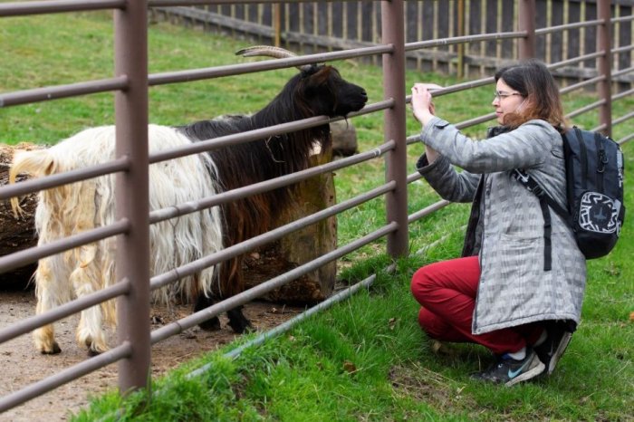 Ilustračný obrázok k článku Košická ZOO je zatvorená, do konca roka ju už nenavštívime: Môže za to vtáčia chrípka