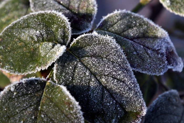 Ilustračný obrázok k článku Pohotovosť pre záhradkárov: V Trenčianskom kraji vydali výstrahu pred mrazom