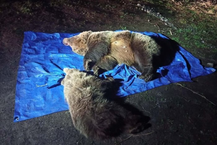 Ilustračný obrázok k článku Čo robia tri tatranské medvieďatá potom, čo im ochranári usmrtili matku?