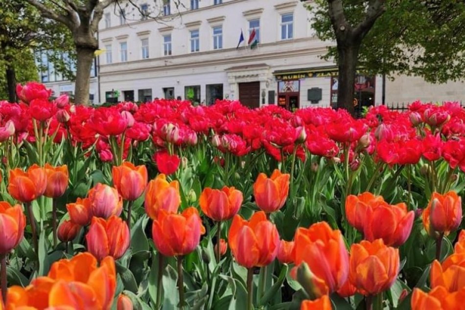 Ilustračný obrázok k článku Košice sú mestom tulipánov. Odfoť ich alebo s nimi a vyhraj, FOTO