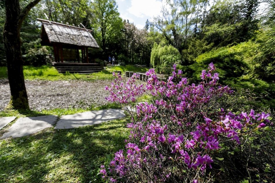 Ilustračný obrázok k článku Arborétum Tesárske Mlyňany láka návštevníkov: Na jar opäť rozkvitlo do krásy, FOTO