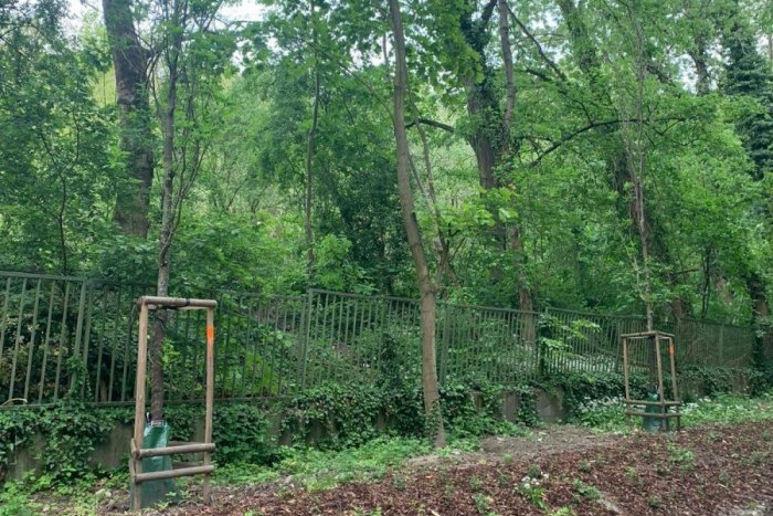 Ilustračný obrázok k článku Ohavný čin v Horskom parku: Niekto spílil čerstvo vysadené stromy!